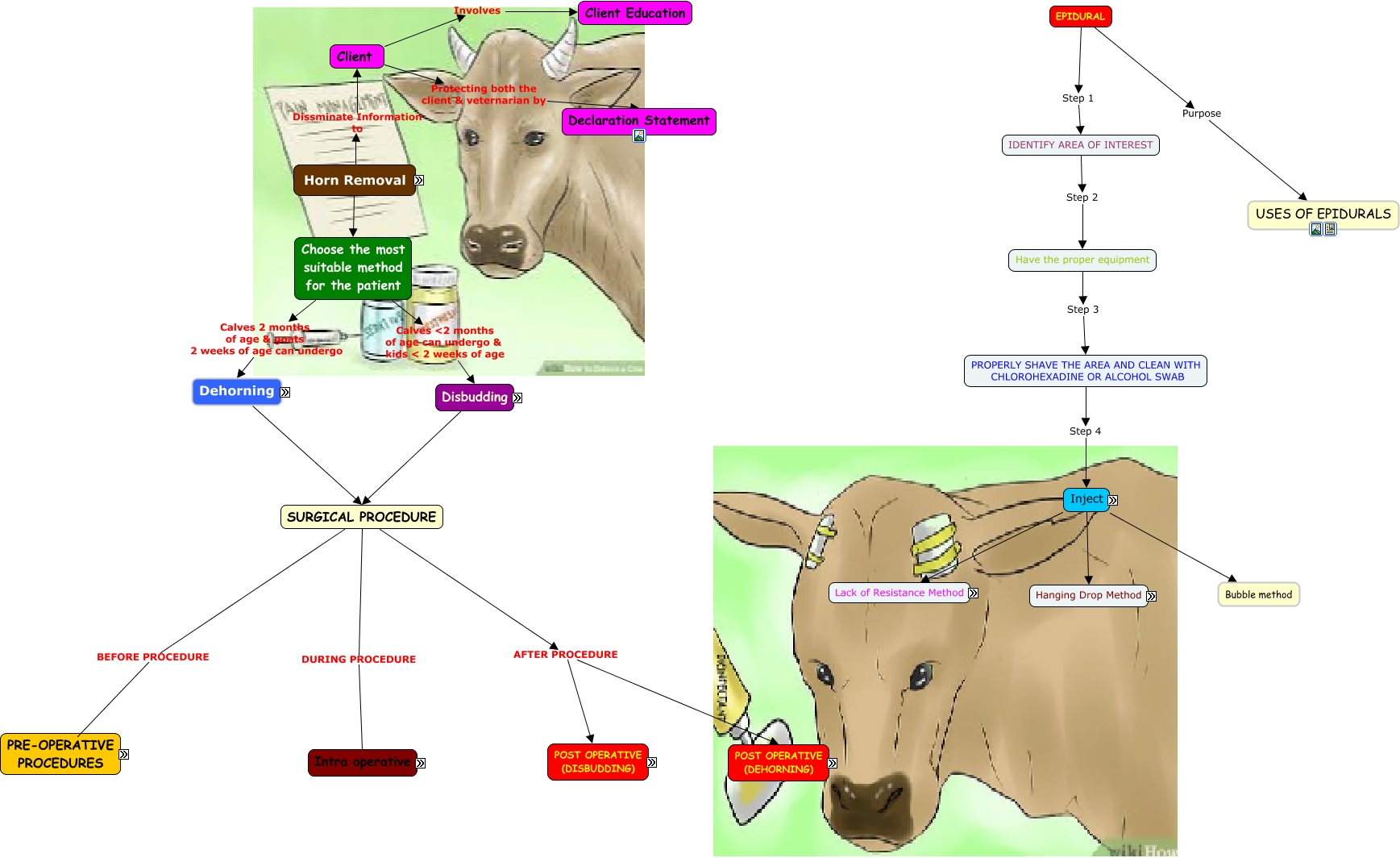 Cmap Lab 2 Dehorning